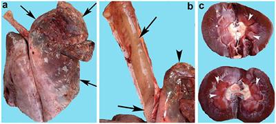 Frontiers Clostridium perfringens Types A and D Involved in